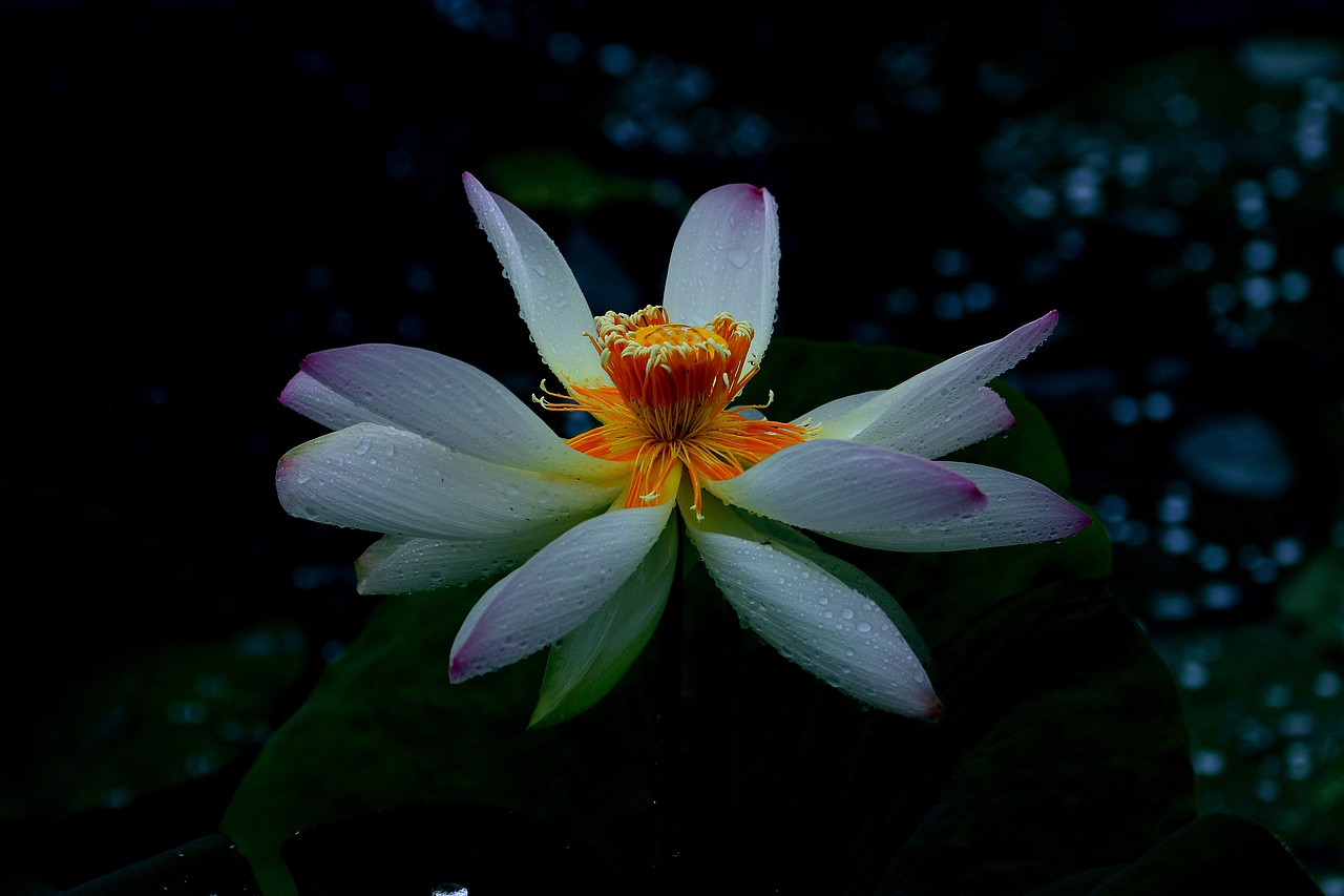荷塘/荷花/雨荷