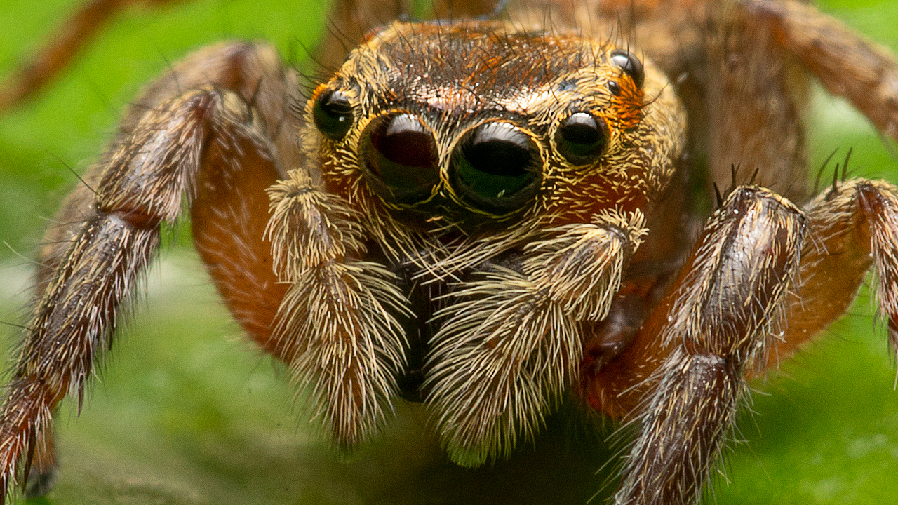 微观世界-蜘蛛（图ZMjAyMDU4MzU2） - 风光摄影 - 站酷设计师bracelee原创素材 - 站酷ZCOOL