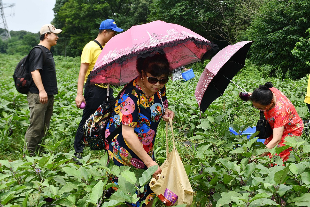 黄篮子生鲜会员探访黄篮子蔬菜种植基地 - 天然无公害