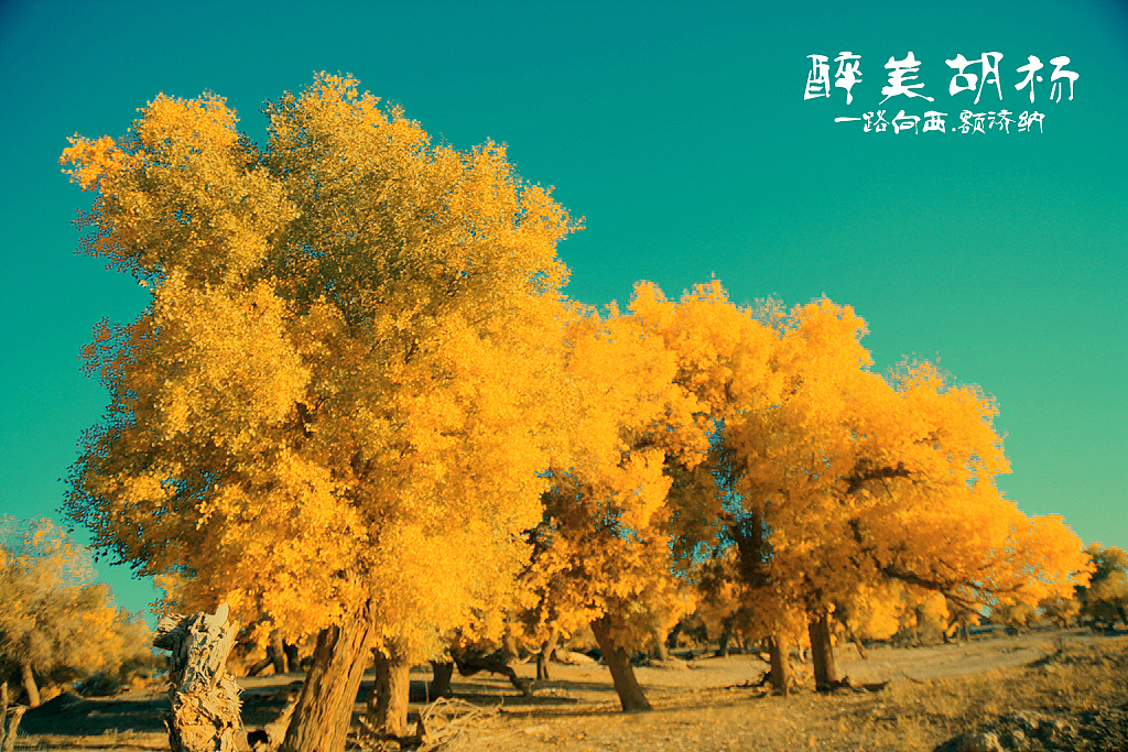 一路向西终极篇--额济纳胡杨林
