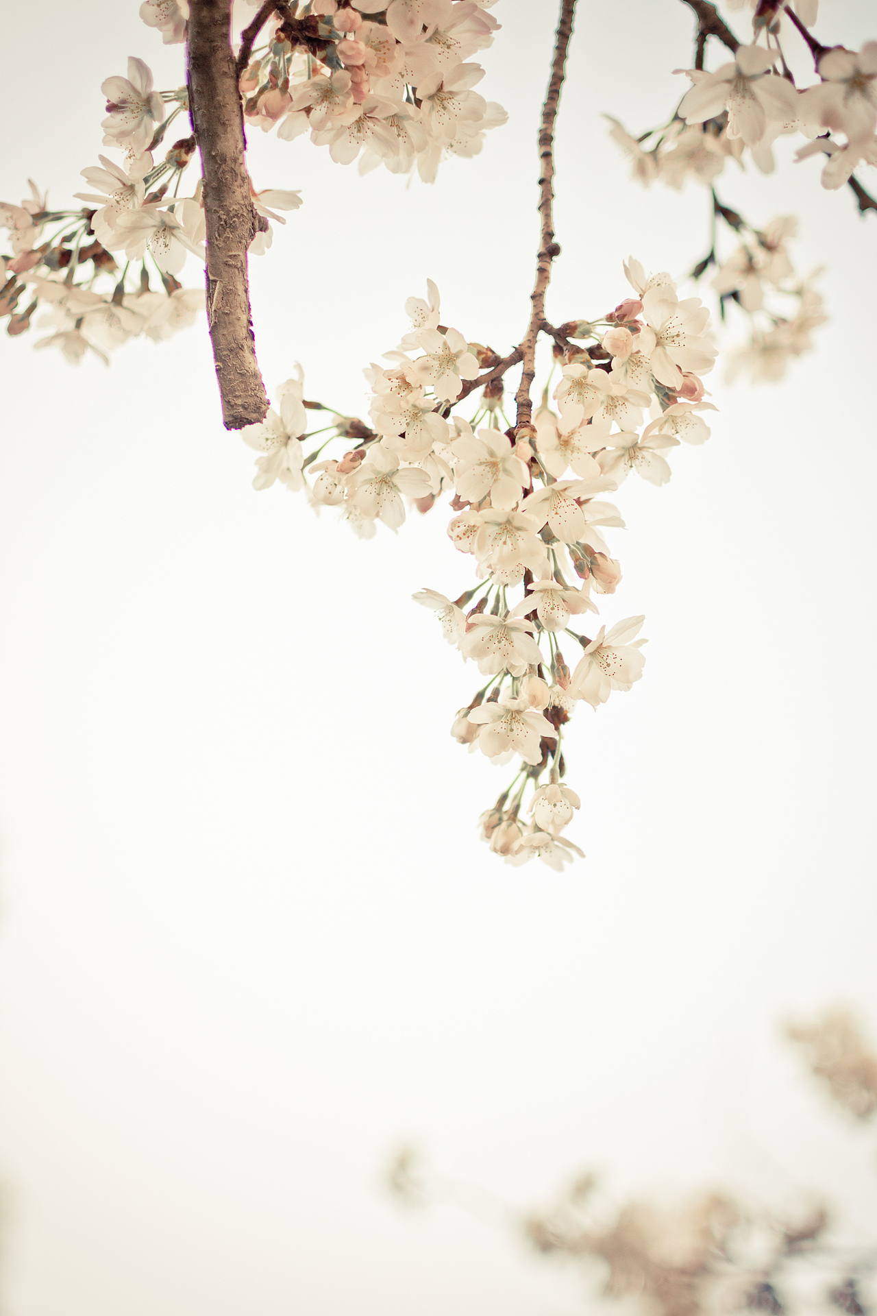 【随拍】春暖花开,一切都是美好而又有希望