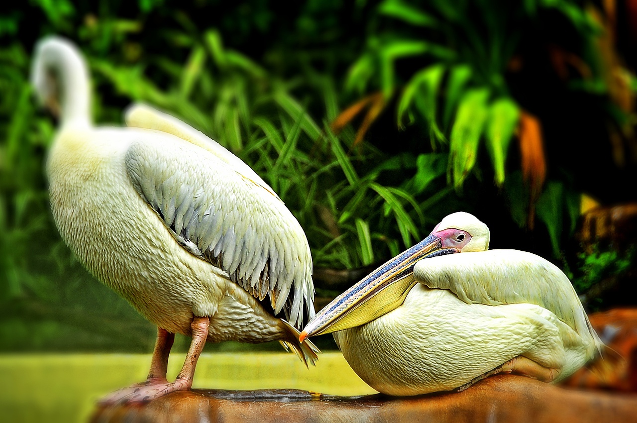 鸟（图ZOTMxNDI4NDg=） - 宠物摄影 - 站酷设计师吾翰世原创素材 - 站酷ZCOOL