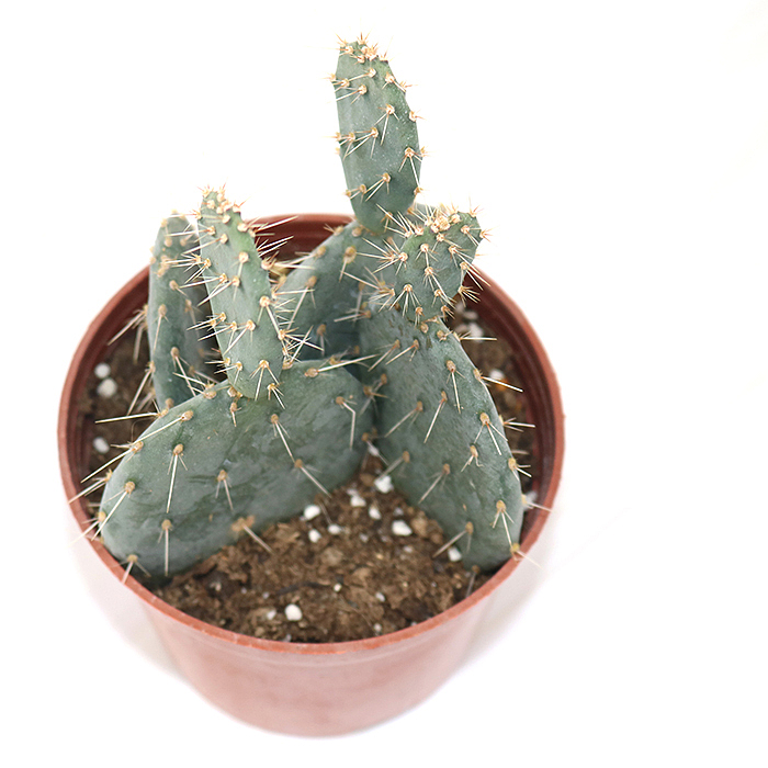 仙人掌-绿植-植物（图ZMTQyNzk1ODA4） - 产品摄影 - 站酷设计师糖少爷原创素材 - 站酷ZCOOL