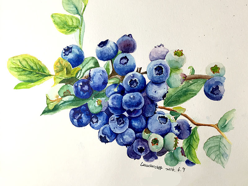 蓝莓（图ZNTA4NzgyODA=） - 商业插画 - 站酷设计师山狐小妖原创素材 - 站酷ZCOOL