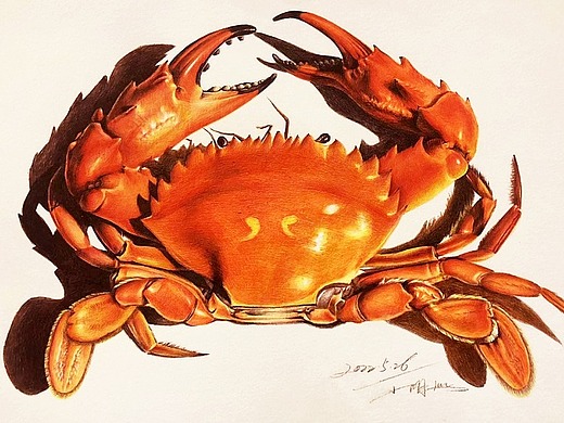 彩色圆珠笔《螃蟹》