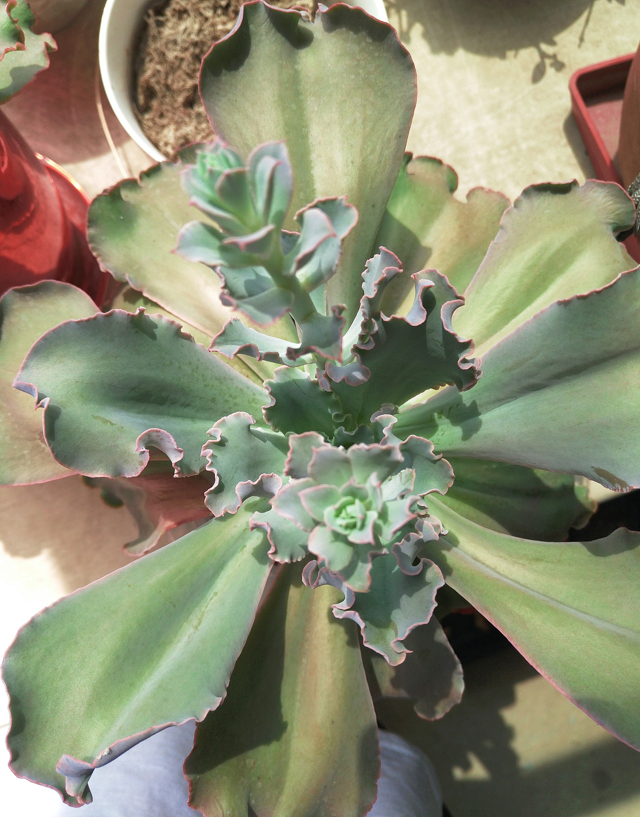 植物的秘密 似贝壳 似莲花 似绣球（图ZODgzNTk5NTY=） - 产品摄影 - 站酷设计师阿崔啊miss原创素材 - 站酷ZCOOL