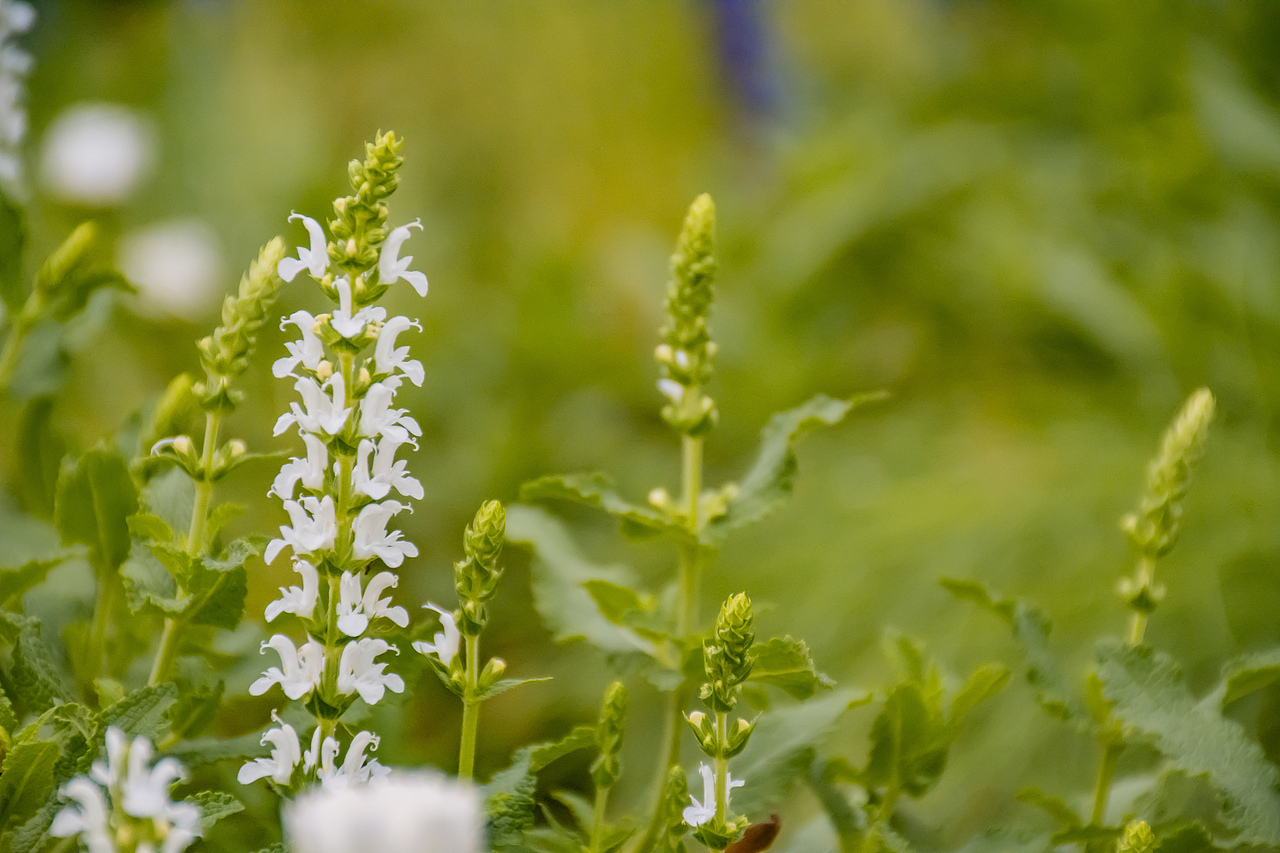 疫情下的植物园