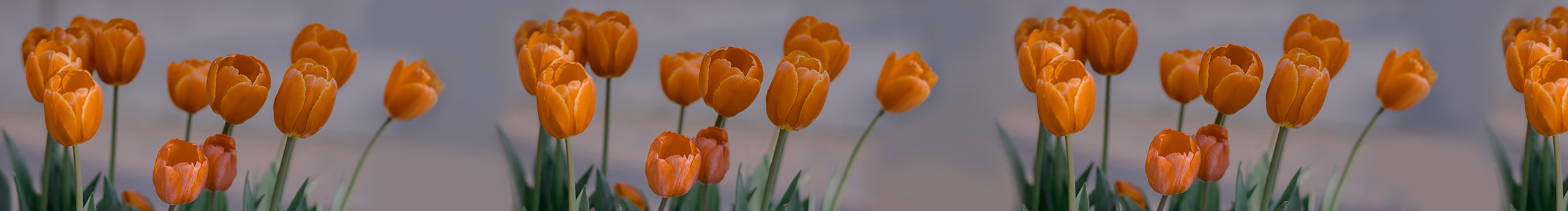 一颗圆子a的个人主页（封面预览） - 主页封面设置 - 站酷设计师一颗圆子a原创素材 - 站酷ZCOOL