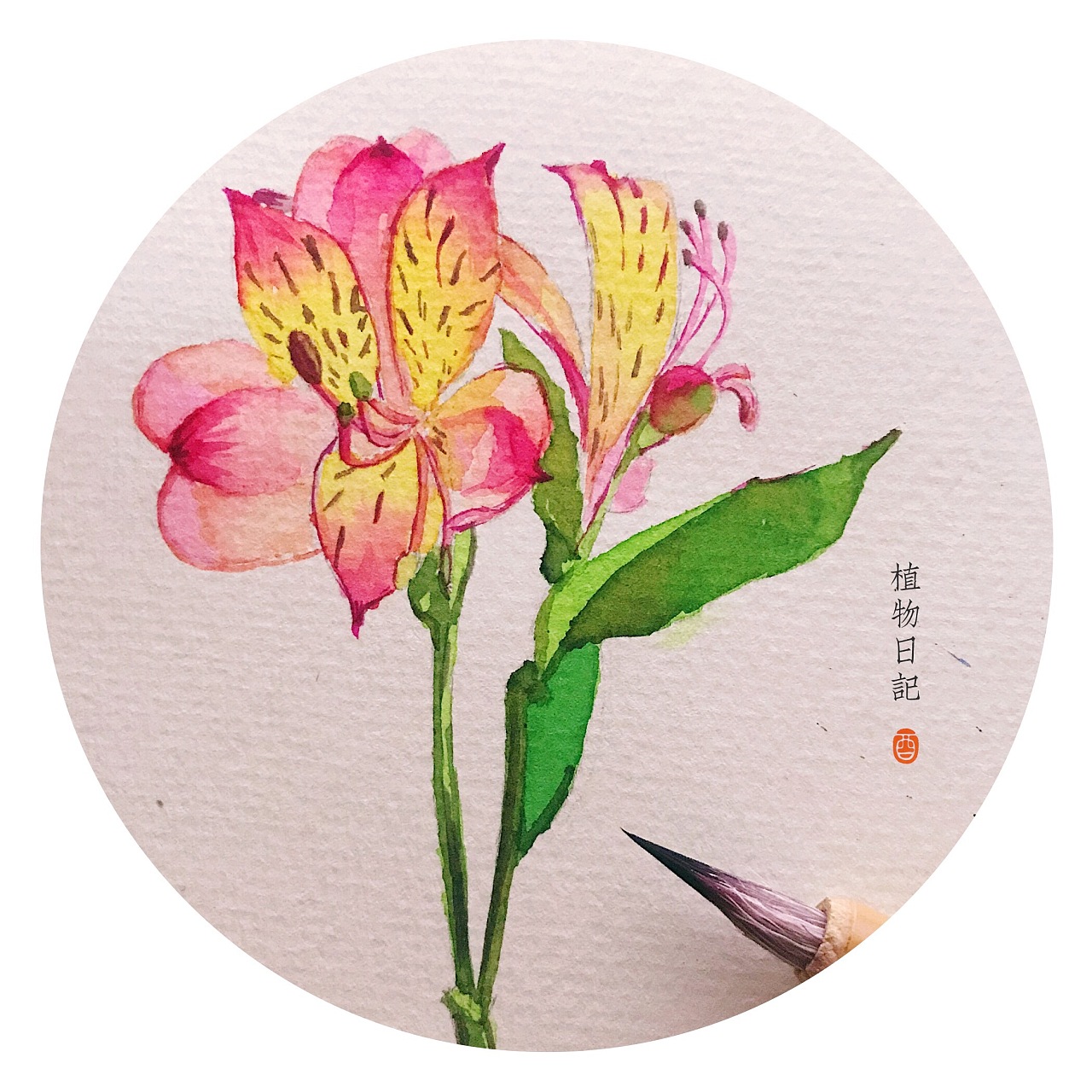 一波简单的水彩植物练习