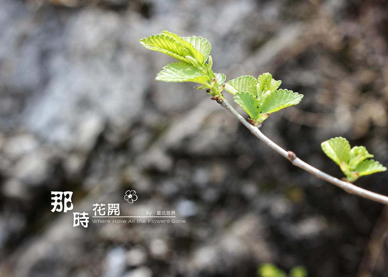 未闻花名——那时花开（二）（图ZNzQ4OTAwODQ=） - 修图/后期 - 站酷设计师星北世界原创素材 - 站酷ZCOOL