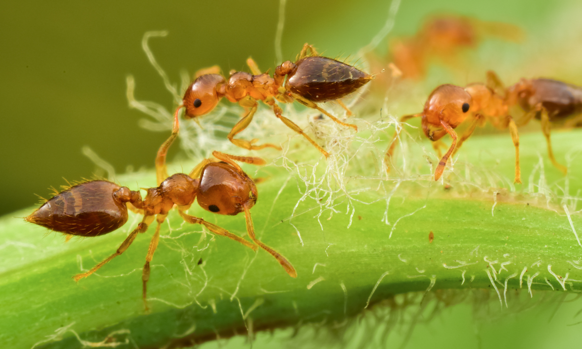 小蚂蚁幼虫高清摄影大图-千库网
