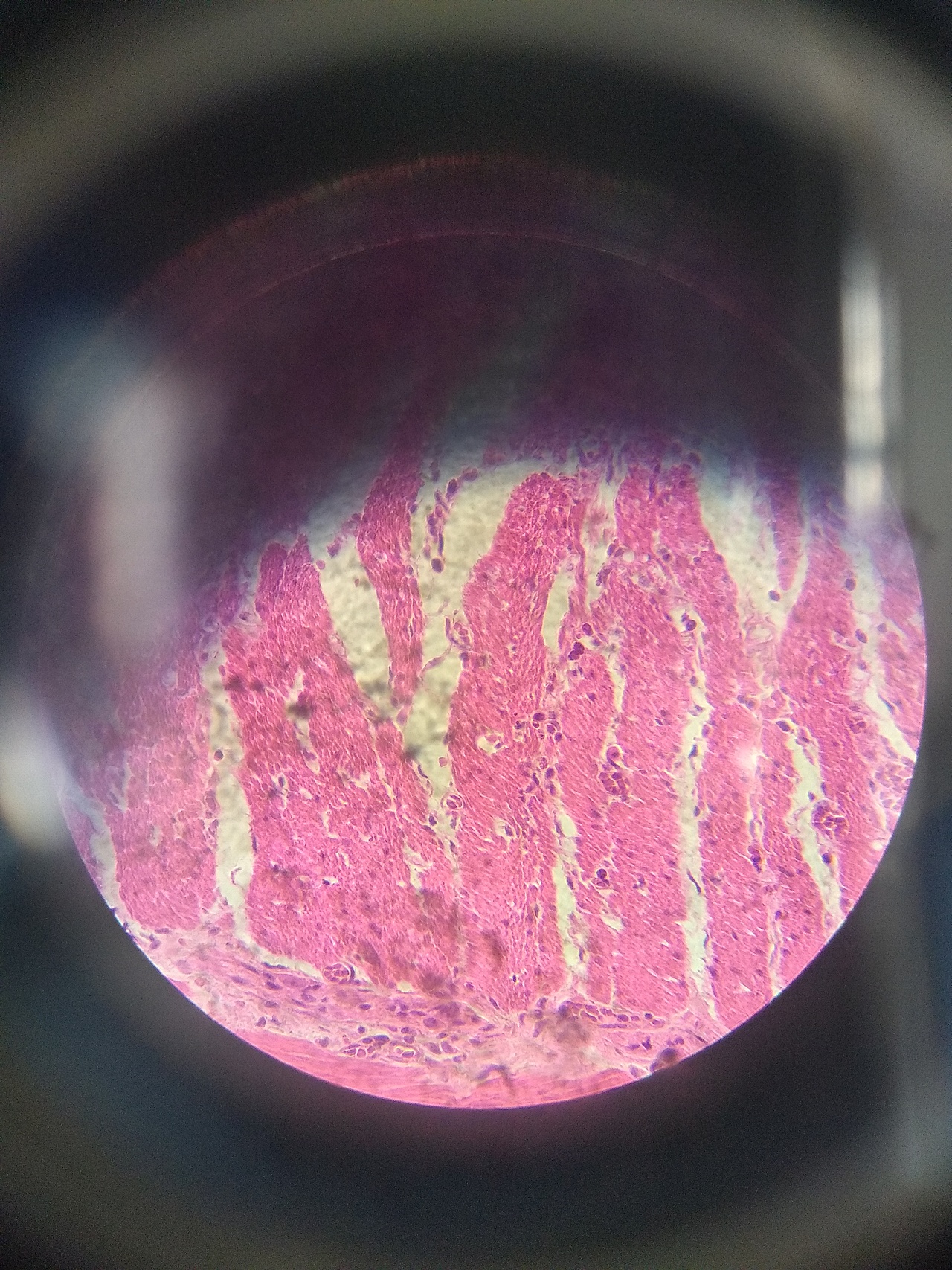 生物细胞观察（图ZMjQ0NDk0NzY4） - 风光摄影 - 站酷设计师SGEJWJ原创素材 - 站酷ZCOOL