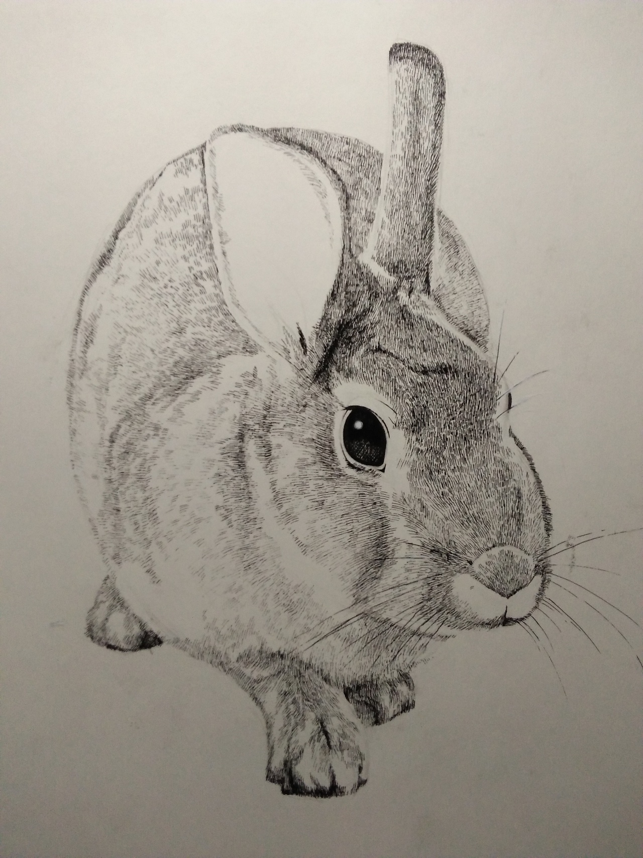 铅笔素描SAI之兔子纪念|插画|创作习作|Angry丶Baby - 原创作品 - 站酷 (ZCOOL)