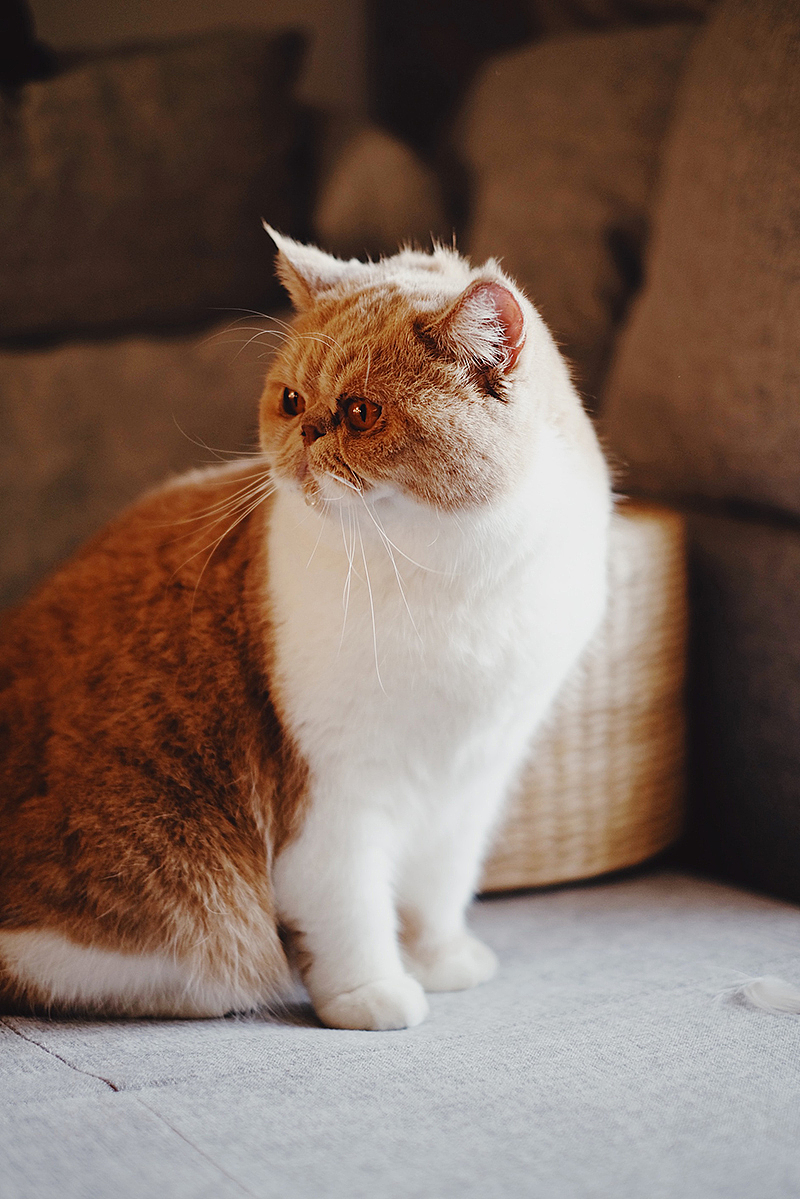 加菲猫朵朵 宠物摄影（图ZMTg1NDY3OTEy） - 宠物摄影 - 站酷设计师_呼叫派大星原创素材 - 站酷ZCOOL