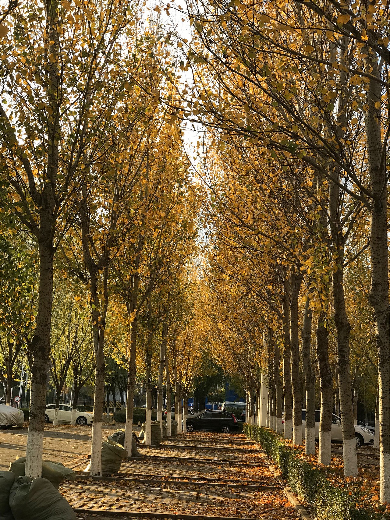 刘勇良手机纪实摄影:秋天阳光下的杨树林