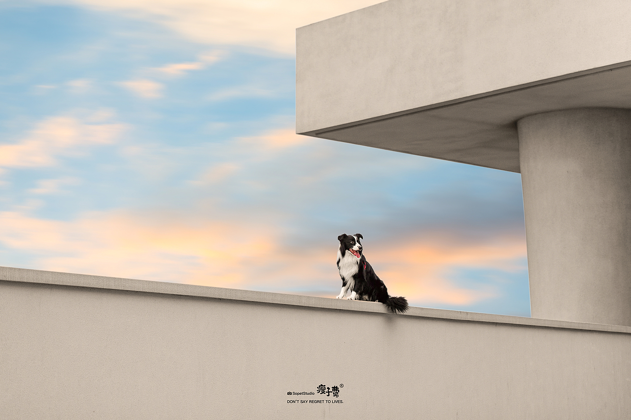 边牧喏喏（图ZMjY4MTc5MjUy） - 宠物摄影 - 站酷设计师宠物摄影师瘦子费原创素材 - 站酷ZCOOL