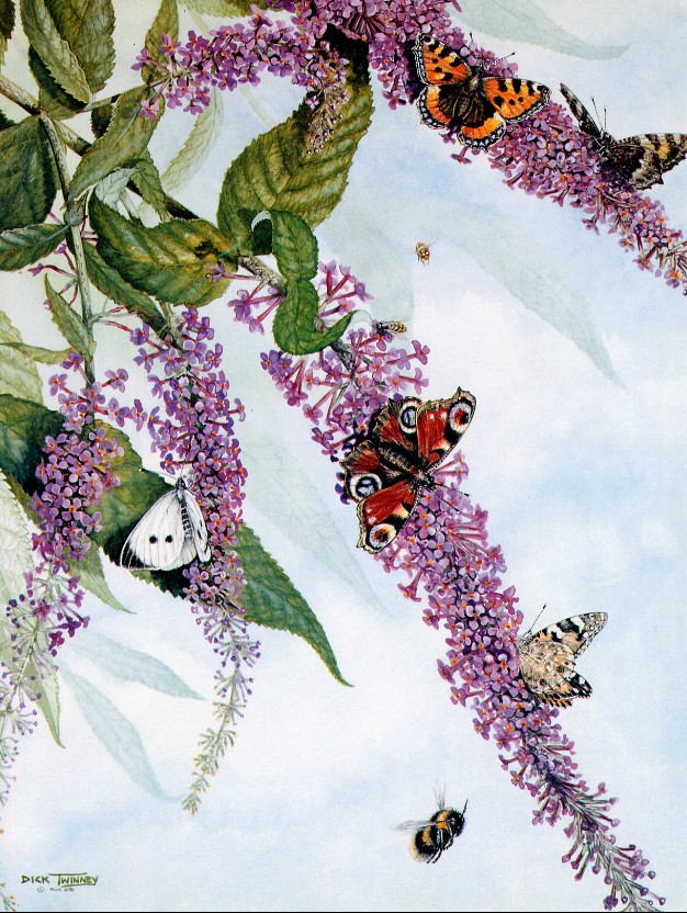 花静喜的个人主页（封面预览） - 主页封面设置 - 站酷设计师花静喜原创素材 - 站酷ZCOOL