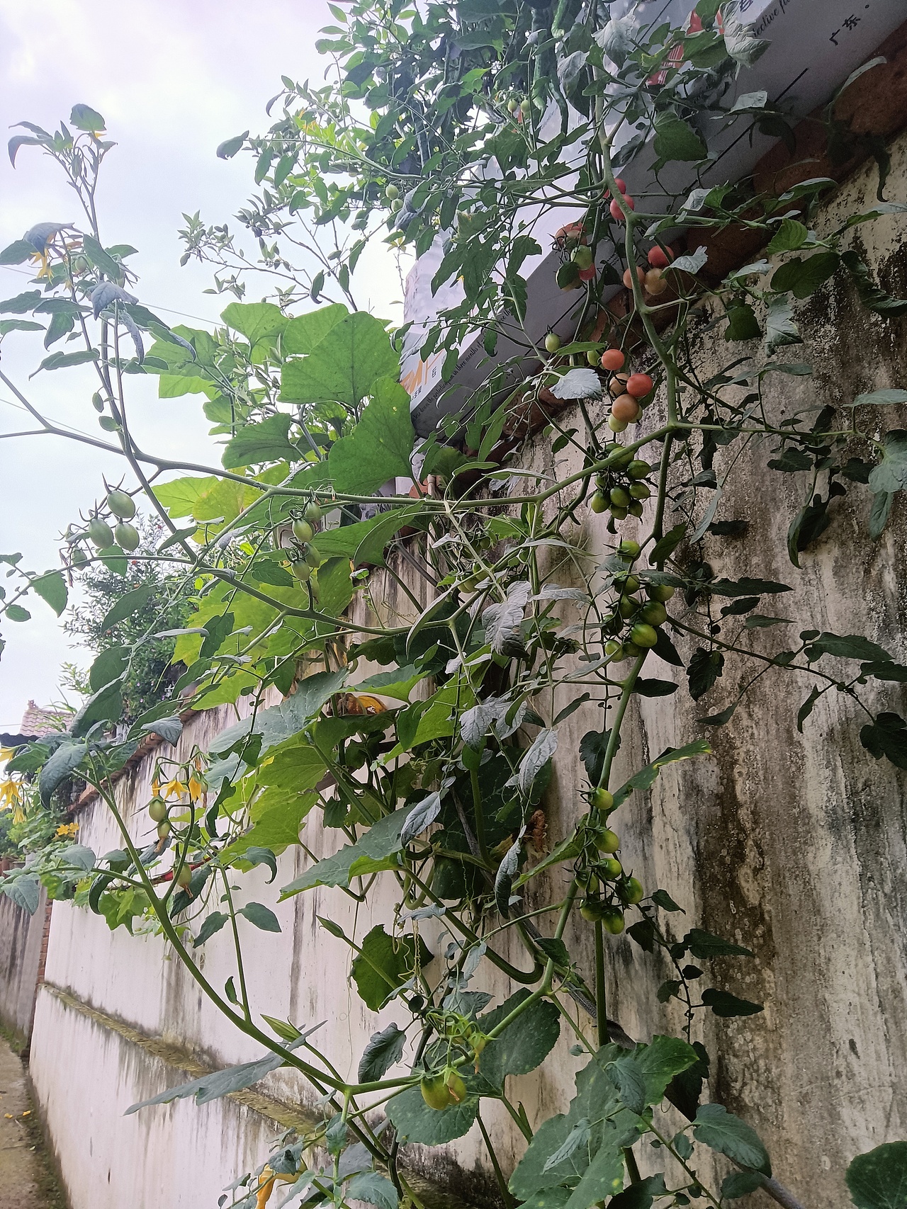 家中花草（图ZMjYxNzQ4MjIw） - 风光摄影 - 站酷设计师Z64678781原创素材 - 站酷ZCOOL