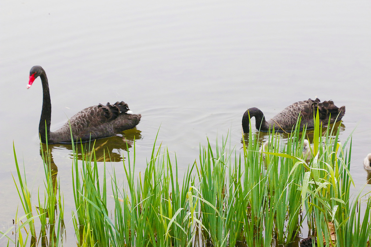 2015年11月12圆明园秋景