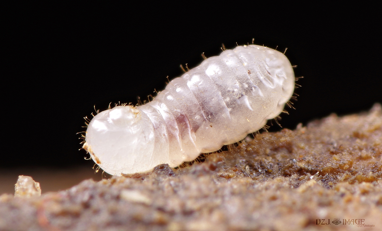 微距最小的蚂蚁,,,,切叶蚁.