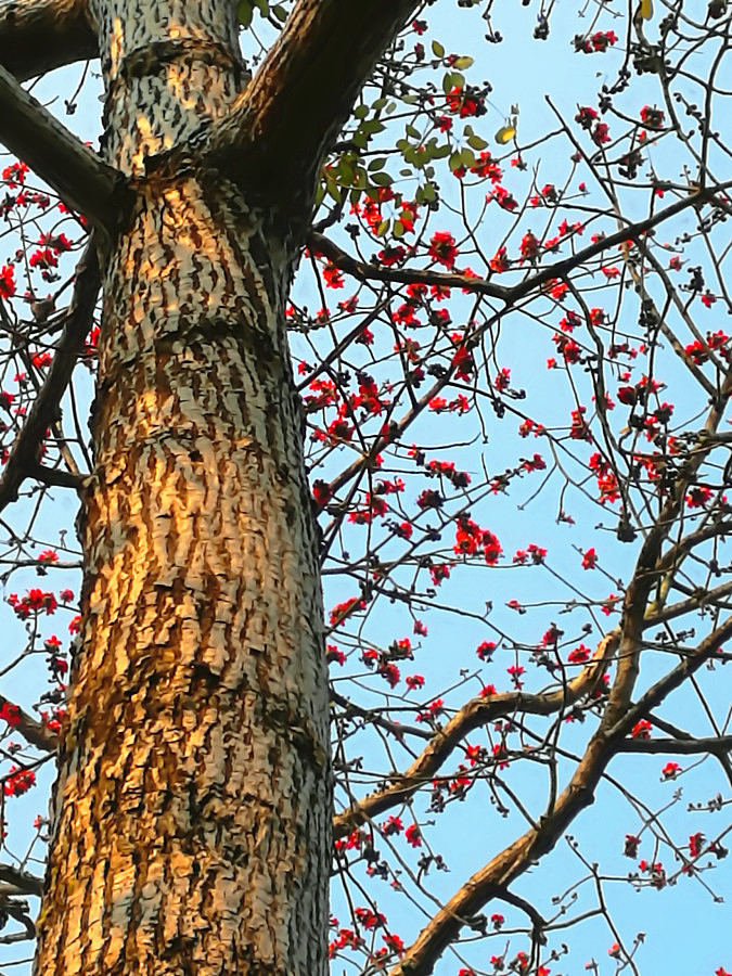 高高在上的火红木棉花
