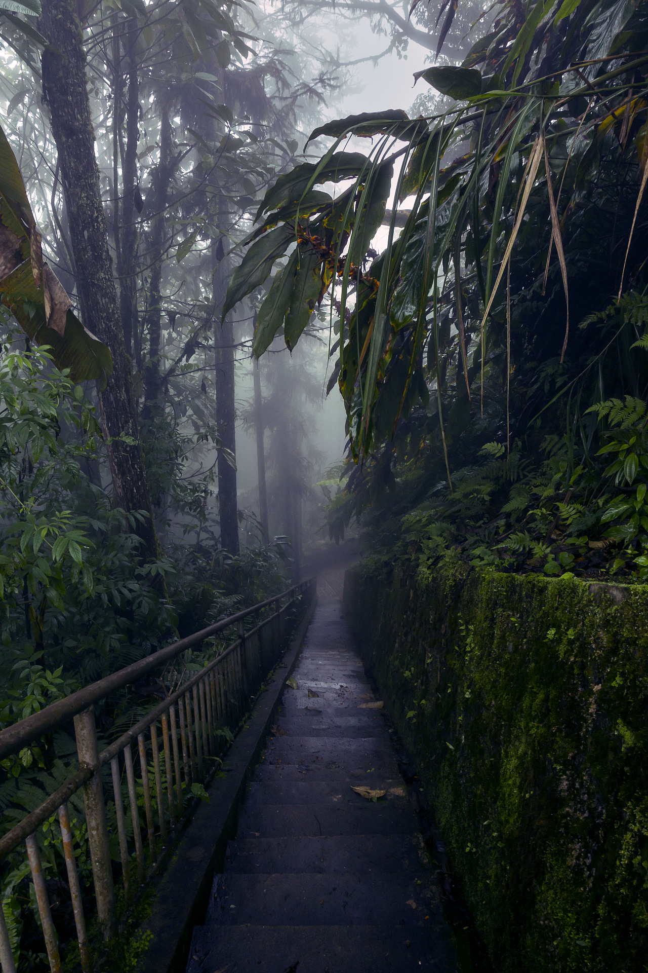 【阿里山原始森林如诗如画摄影图片】风光摄影_qz24412244_太平洋电脑网摄影部落