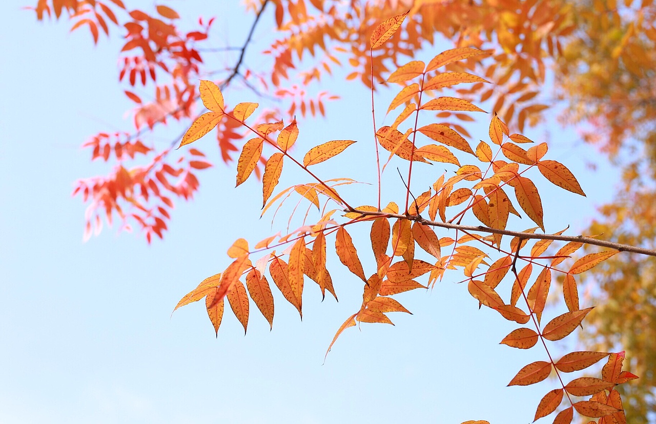 一叶知秋（图ZMTE3NTAyNjg0） - 风光摄影 - 站酷设计师苦瓜白糖原创素材 - 站酷ZCOOL