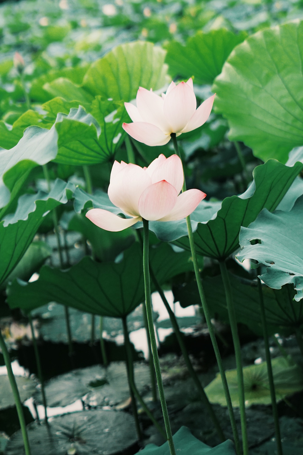 荷·莲|摄影|风光|diilly陆荆棘 - 原创作品 - 站酷 (zcool)