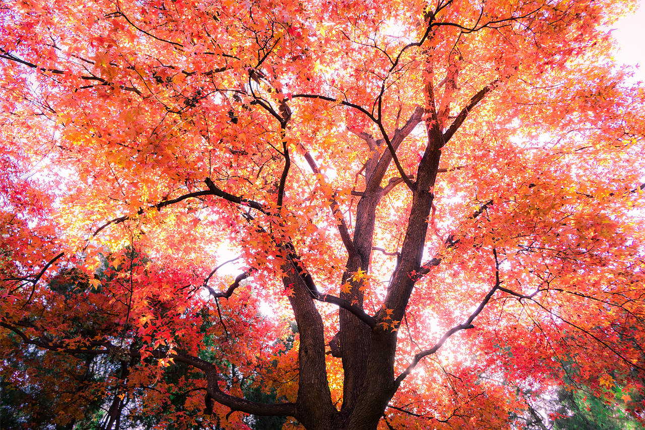 枫（图ZNjM1NTUyNjA=） - 风光摄影 - 站酷设计师TGMVIDEO影像厂牌原创素材 - 站酷ZCOOL