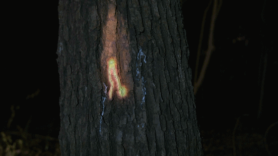 森林之旅从树林里发现的神秘符号开始
你一定想知道哪里才是通往光世界的入口