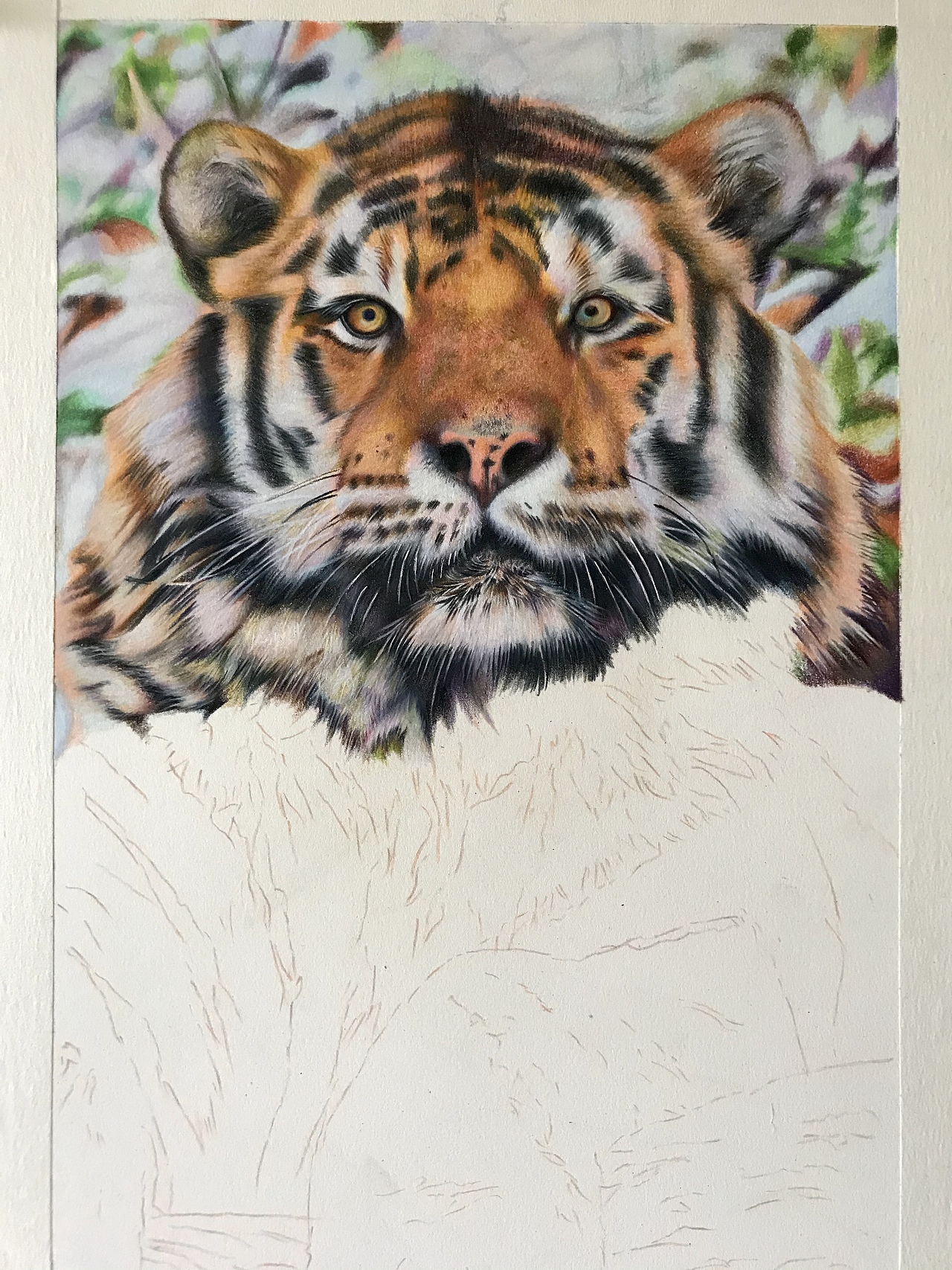 彩铅动物系列之-东北虎2、霹雳马偏写实风格