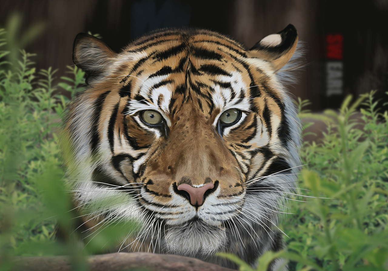 Tiger(图ZMTEyOTE5NDg=) - 创作习作 - 站酷设计师SW伯爵原创素材 - 站酷ZCOOL