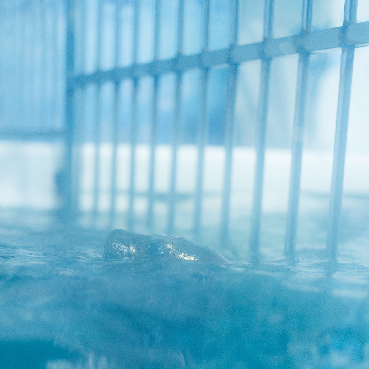 夏日与水族馆（图ZMTI1NDQxNTQ4） - 产品摄影 - 站酷设计师湫也原创素材 - 站酷ZCOOL