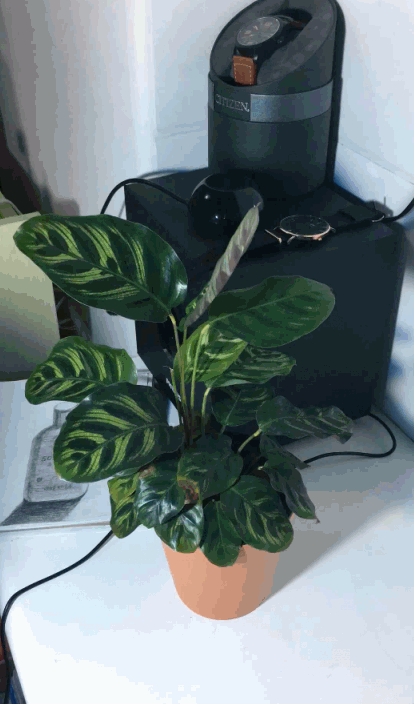 孔雀竹芋拍摄（图ZNzcyNzQyODQ=） - 风光摄影 - 站酷设计师洋洋同学原创素材 - 站酷ZCOOL