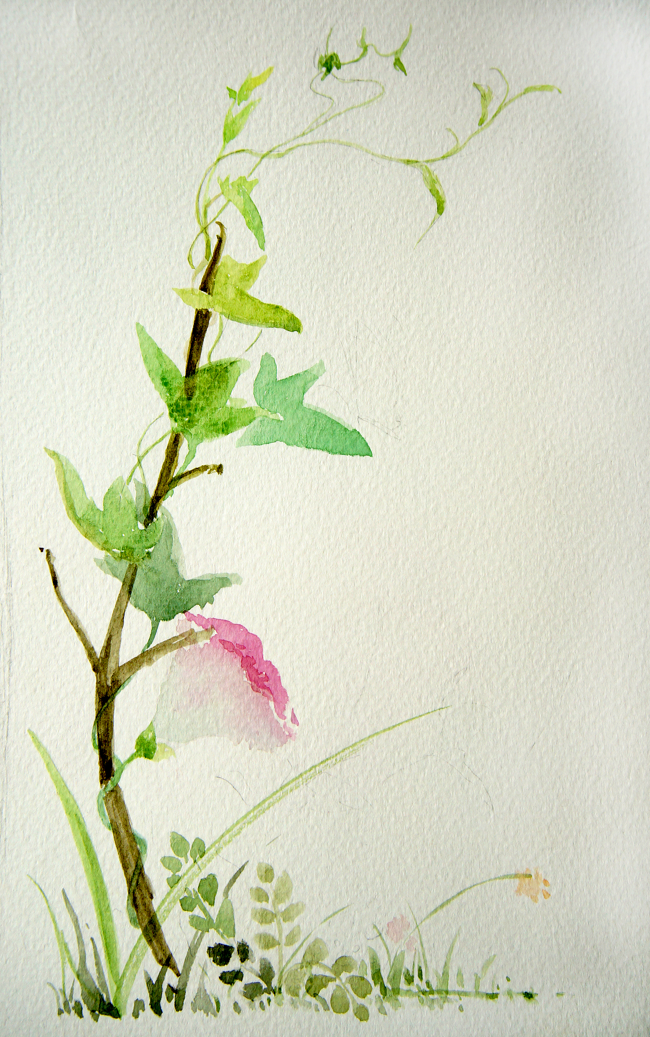 第1期手绘水彩花鸟班作品