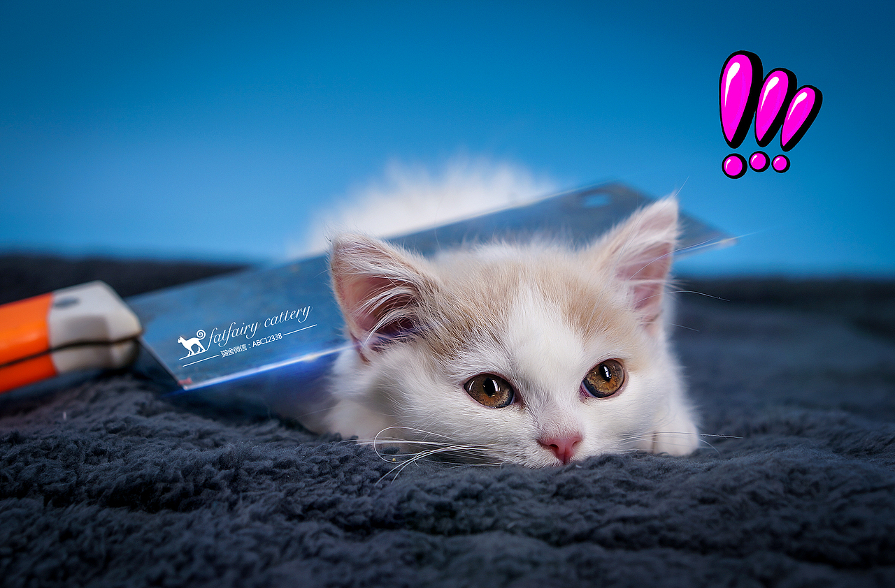 英短乳白/丑萌系列 *【panda西原创作品3】（图ZMTQyMDM2MDgw） - 宠物摄影 - 站酷设计师Panda西原创素材 - 站酷ZCOOL