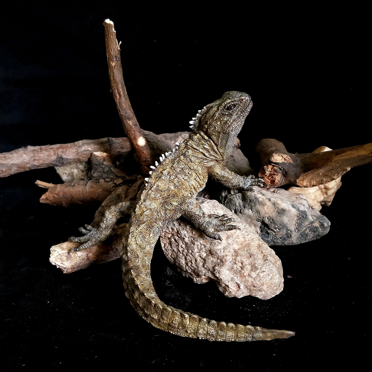 涂装作品丨台湾原型师(抱歉真不知道是谁)新西兰鳄蜥