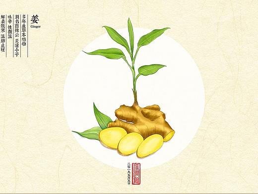 一组植物插画（已商用）