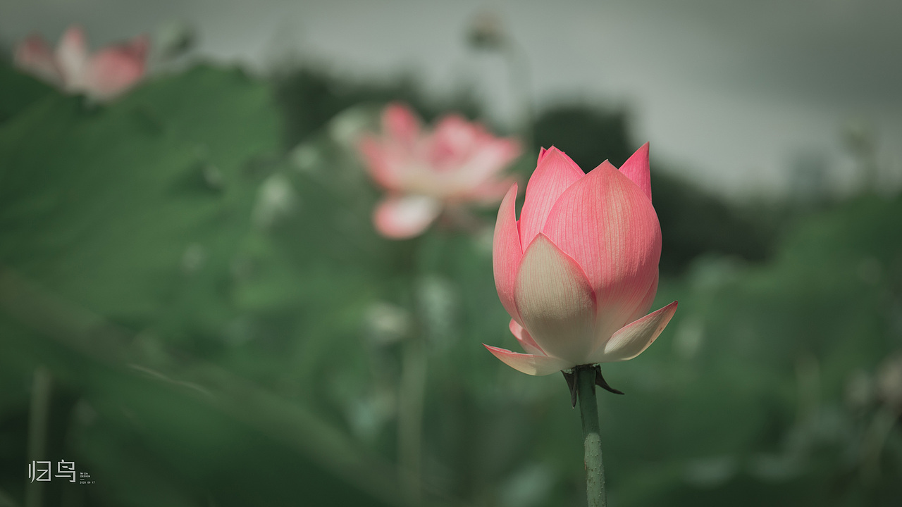 2020-06-17 荷花 海珠湿地公园拍摄（图ZMjEyNDY4MTI4） - 风光摄影 - 站酷设计师归鸟一Mr刘原创素材 - 站酷ZCOOL