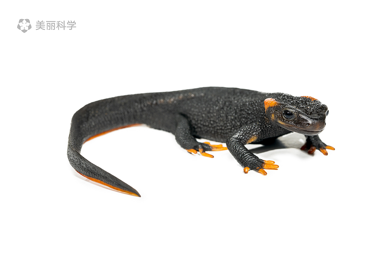 中国动物·两爬之美|红黑相间的奇妙生物-中国疣螈属