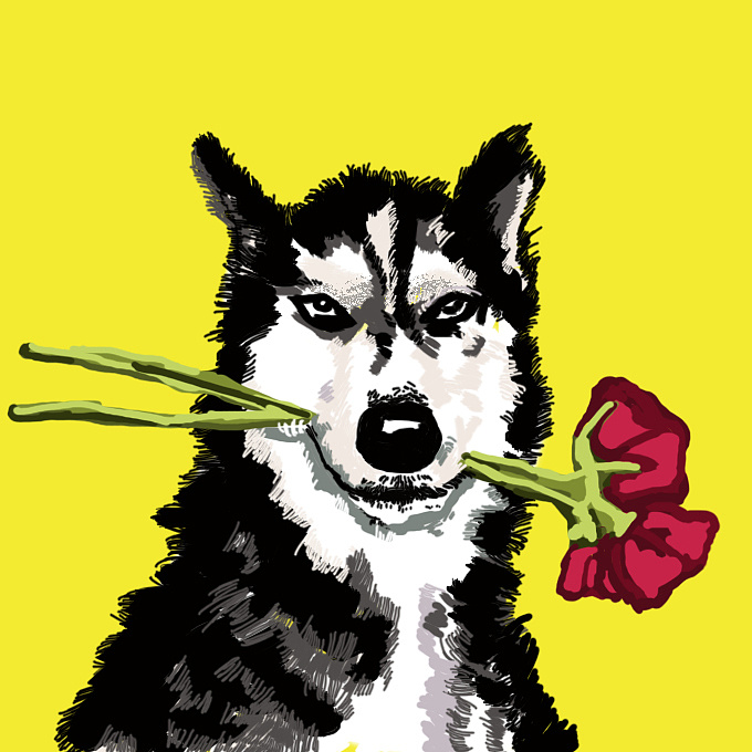 哈士奇|插画|创作习作|大豆角婷婷 - 原创作品 - 站酷 (zcool)