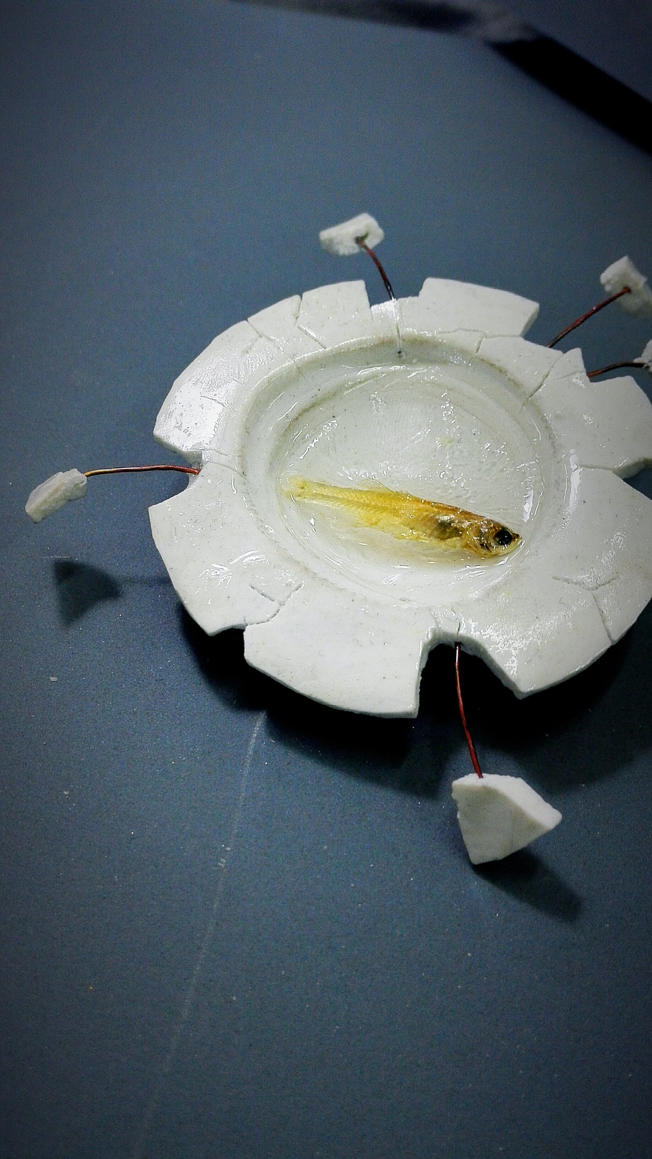 遗。（图ZMjg1MzcyODg=） - 首饰设计 - 站酷设计师Cupcake奔原创素材 - 站酷ZCOOL