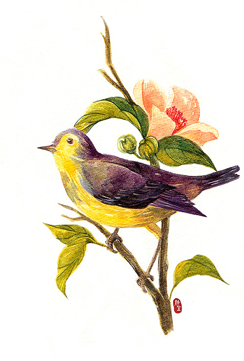 清新系插画习作-花雀 - 原创作品 - 站酷(zcool)