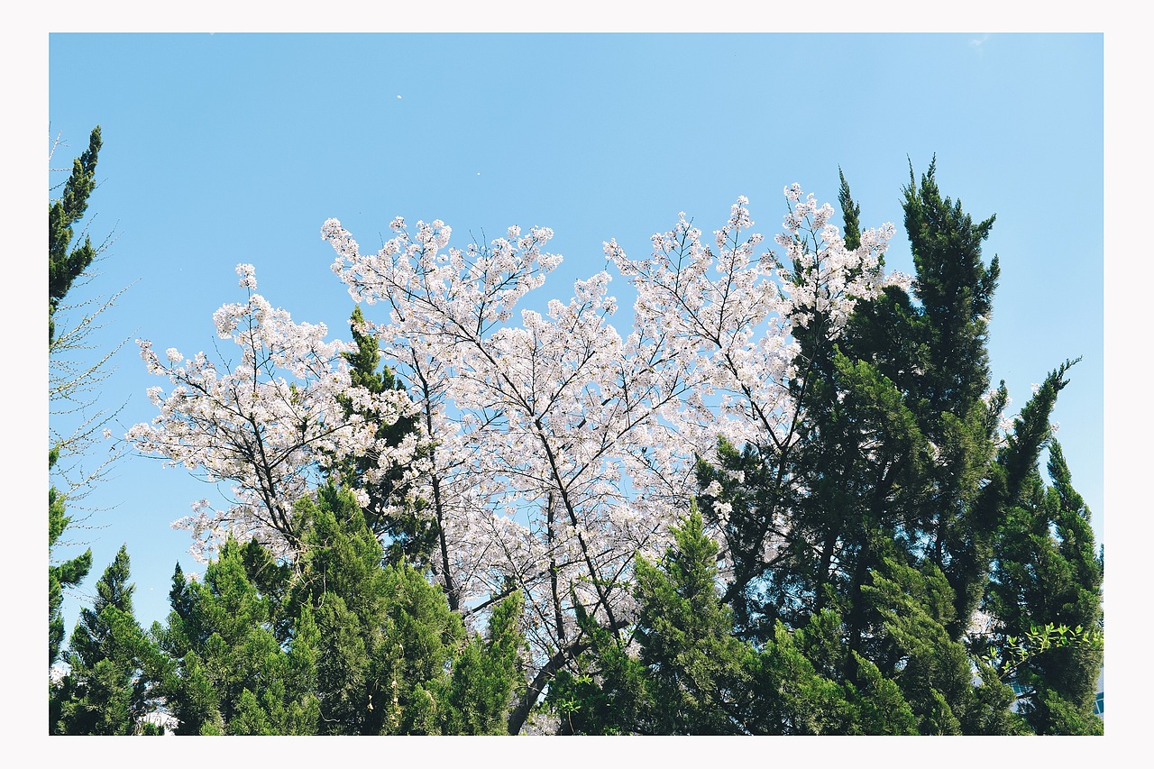 16年拍摄的大学校园里的樱花,现在看起来也不错。