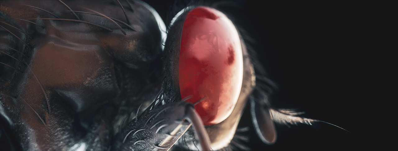 INSECT | REPRODUCTION