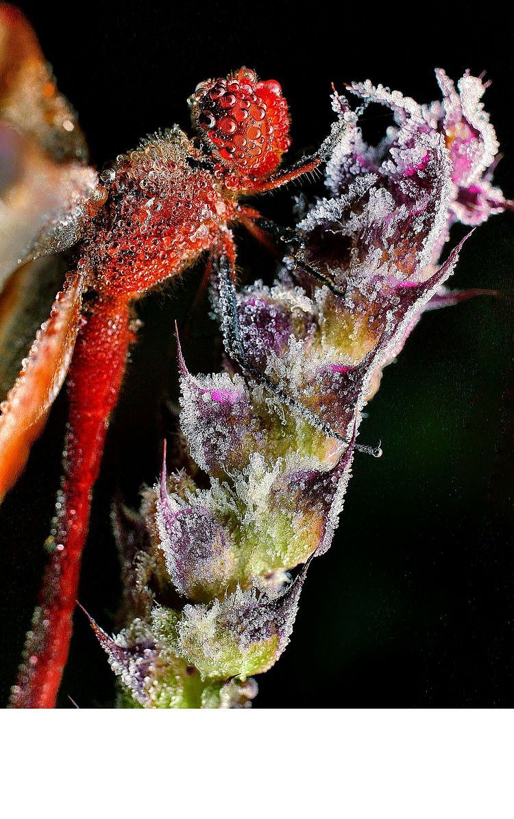 【生态摄影】世界渺小到让你只想溫柔相待