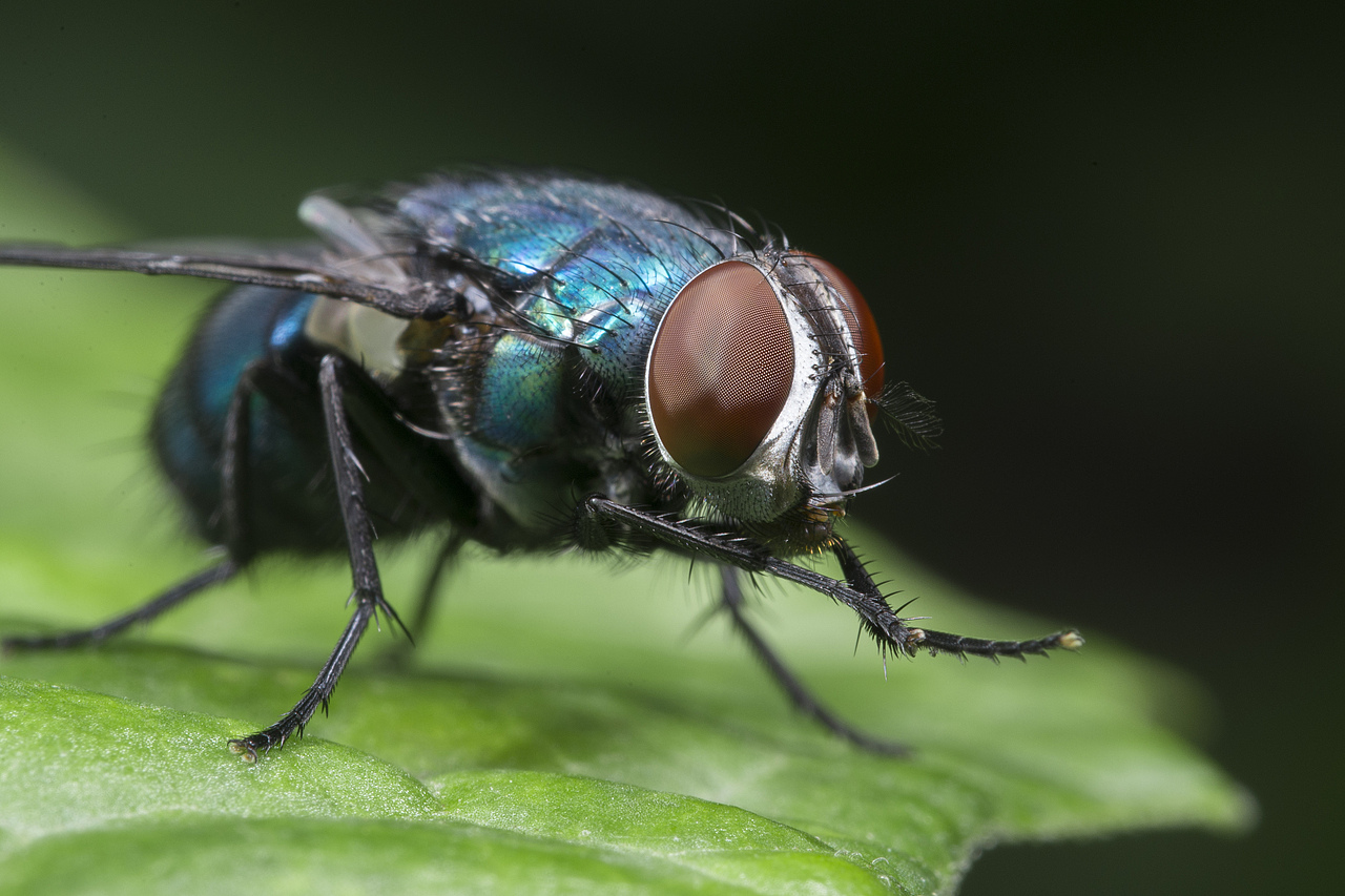 铁血战士-微距下的绿头苍蝇（图ZMzcwNzU3NTEy） - 其他摄影 - 站酷设计师夜听风雨声原创素材 - 站酷ZCOOL
