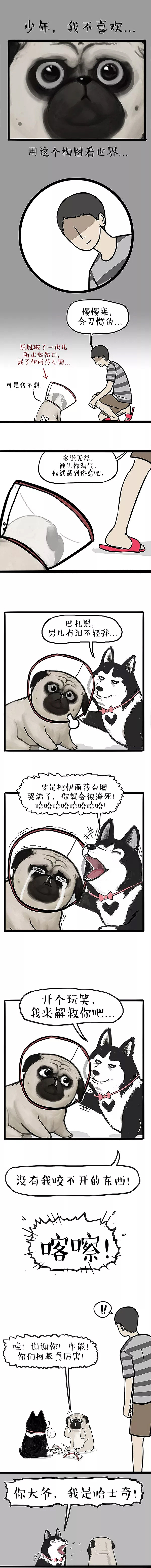 出去几天的功夫,我的狗你能耐坏了