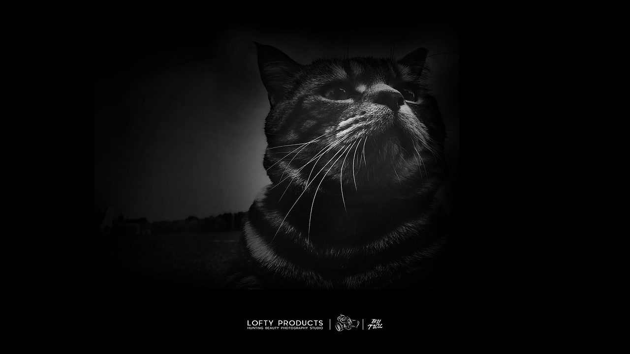 Hello kitty（图ZMTE5NDc1MDky） - 宠物摄影 - 站酷设计师阿亮亮亮亮原创素材 - 站酷ZCOOL