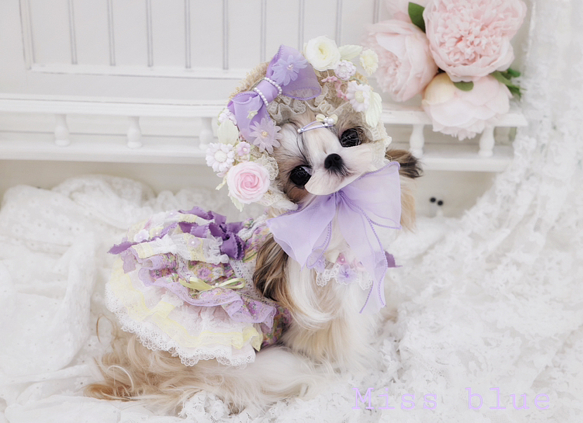 甜蜜花园里的西施犬